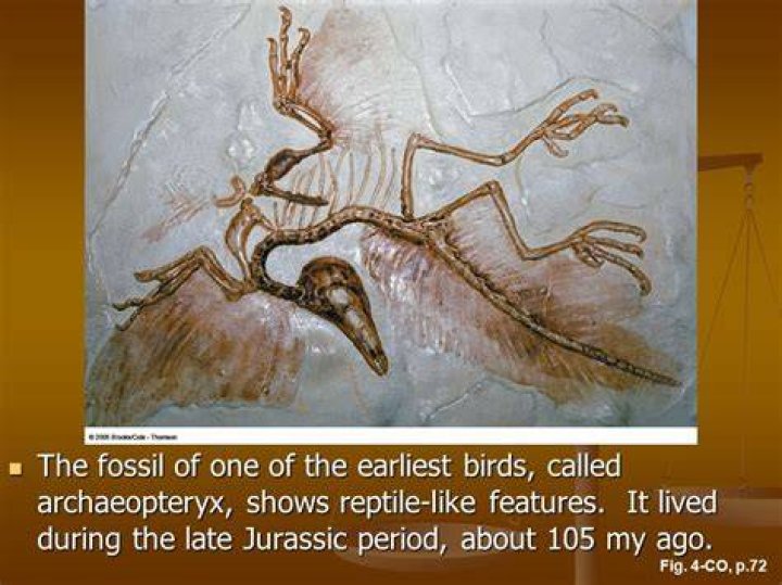 In which period did the archaeopteryx live?