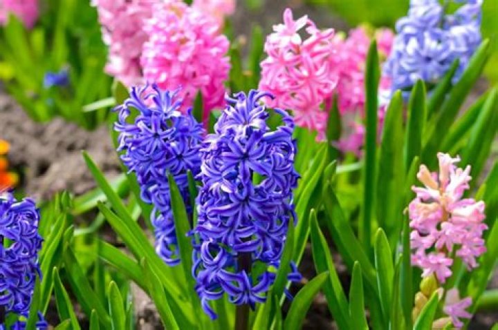 Is hyacinth a terrestrial plant?