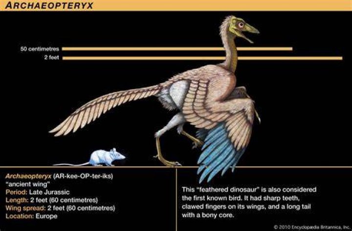 Is the archaeopteryx extinct?