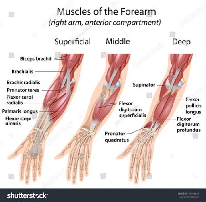 On the flexor muscle?