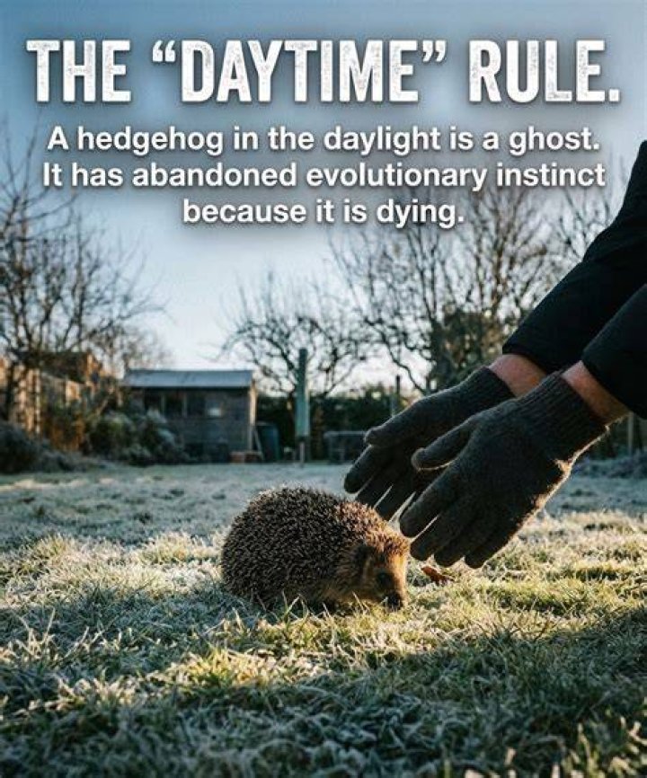 Should a hedgehog be out in the day?