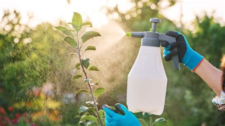 Should i be spraying my plants?
