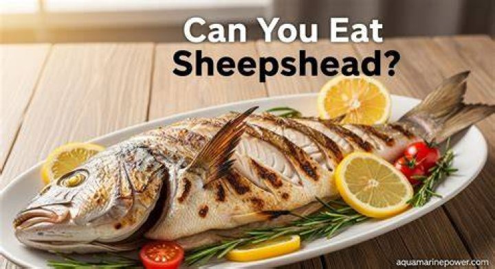 Should you eat sheepshead?