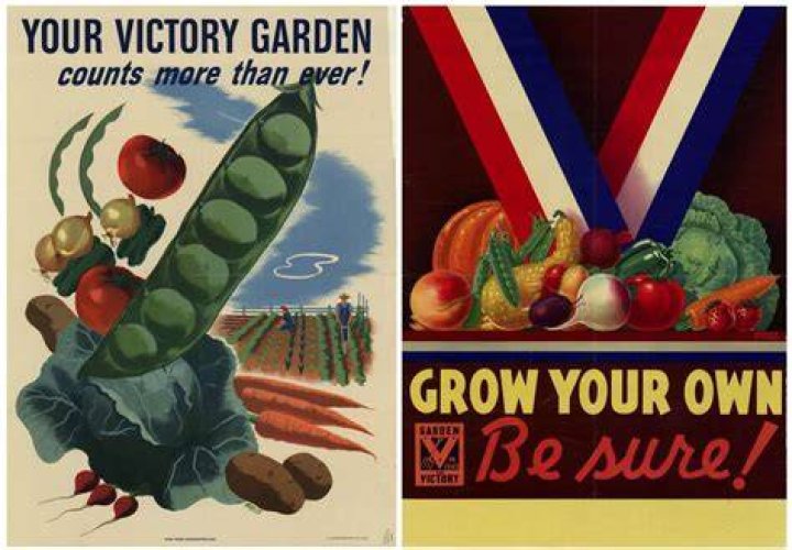 Were victory gardens successful?