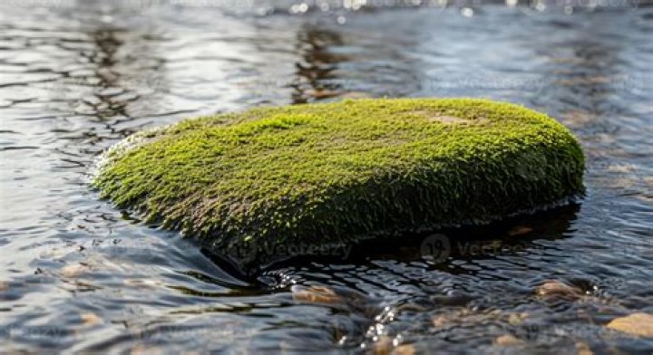 What a strange moss covered rock?