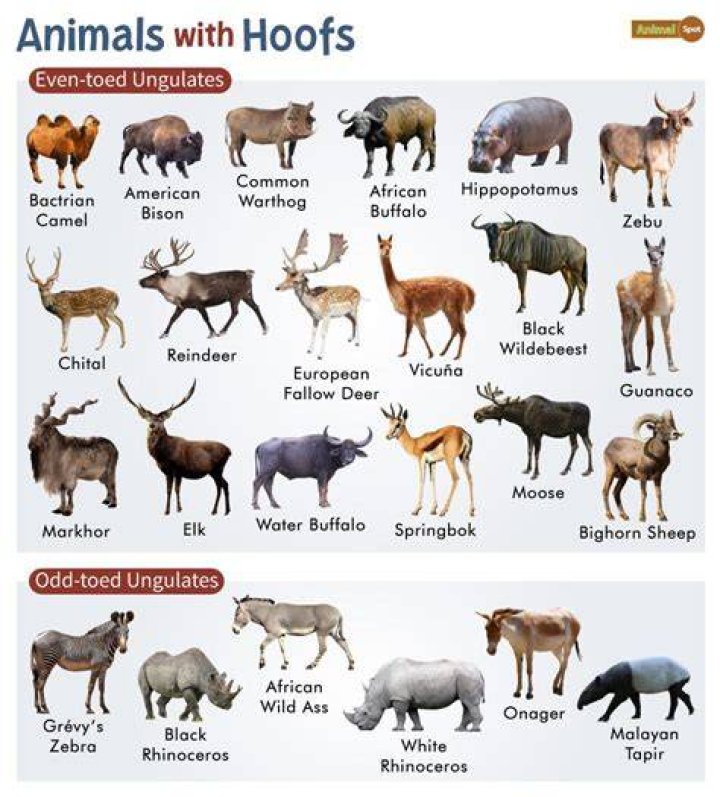 What animals have cloven hooves?