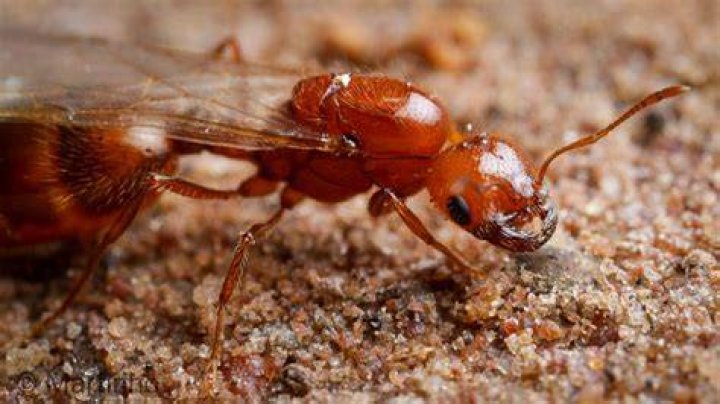 What are the winged fire ants?