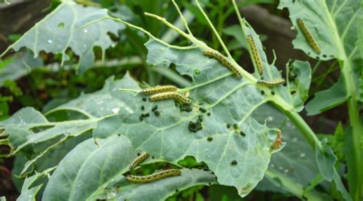 What do cabbage worm caterpillars eat?