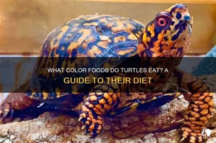 What do orange turtles eat?