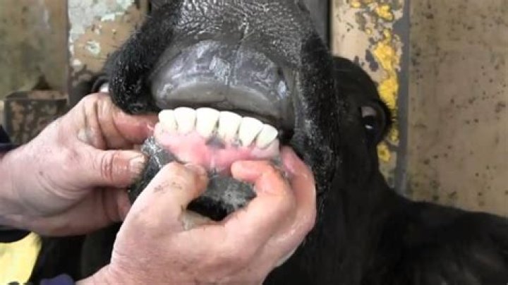 What is a broken mouth cow?