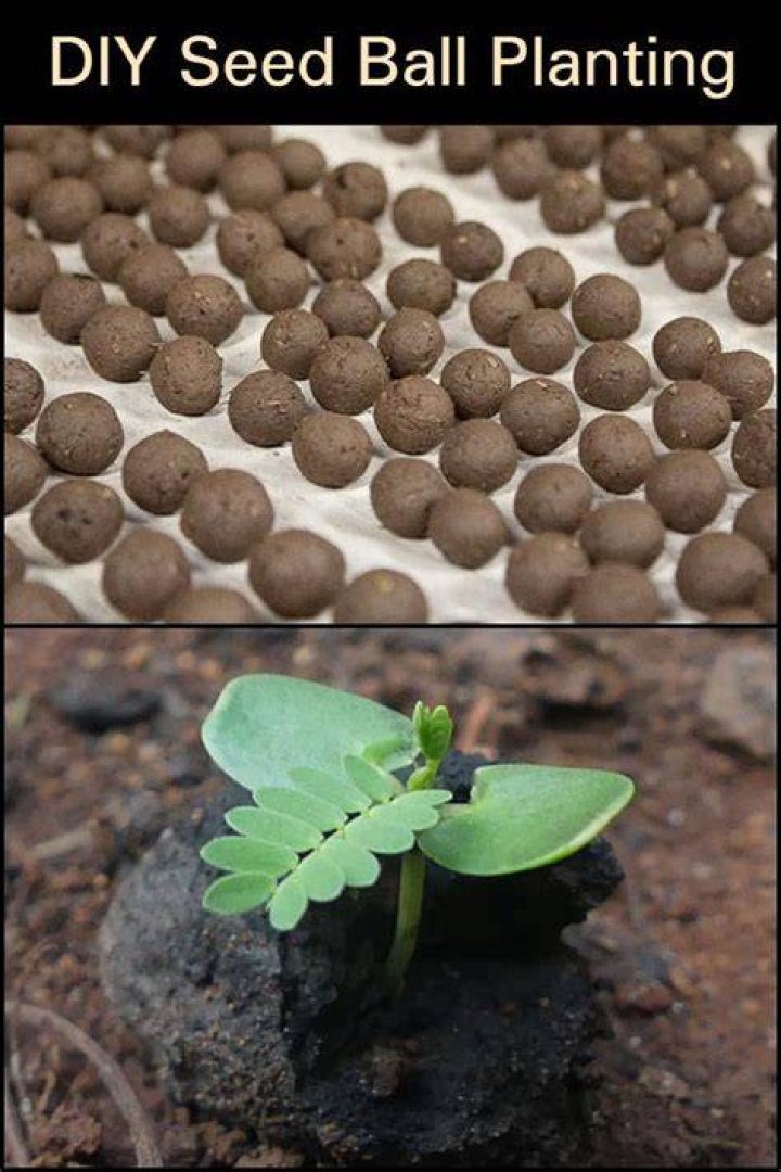 What is ball planting?