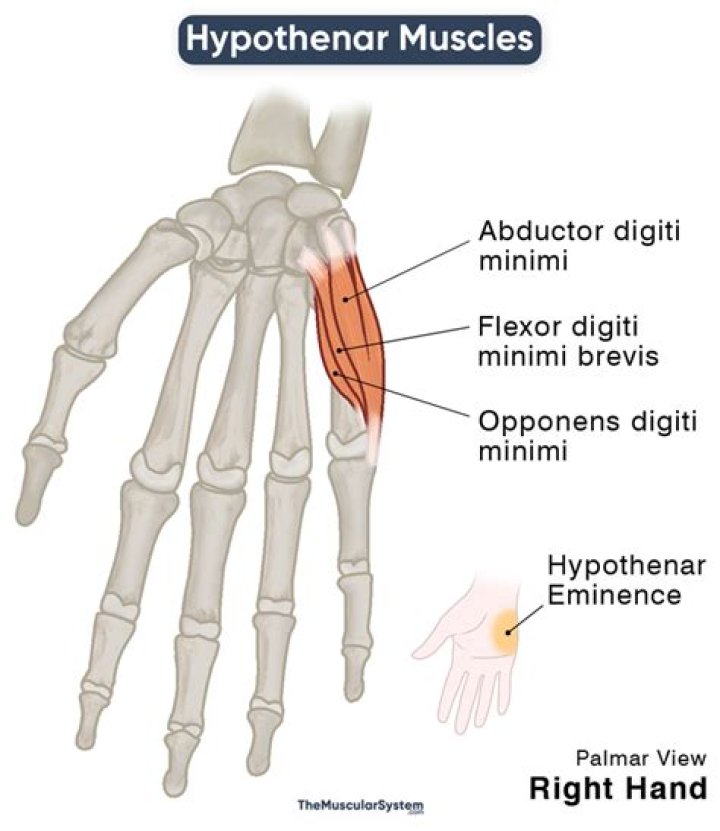 What is hypothenar eminence?