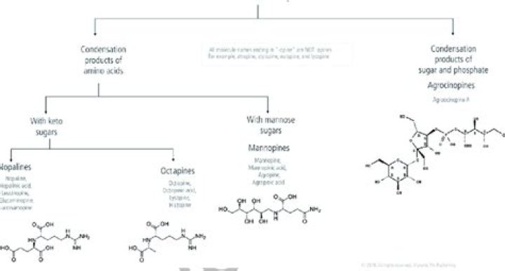 What is opines in biology?