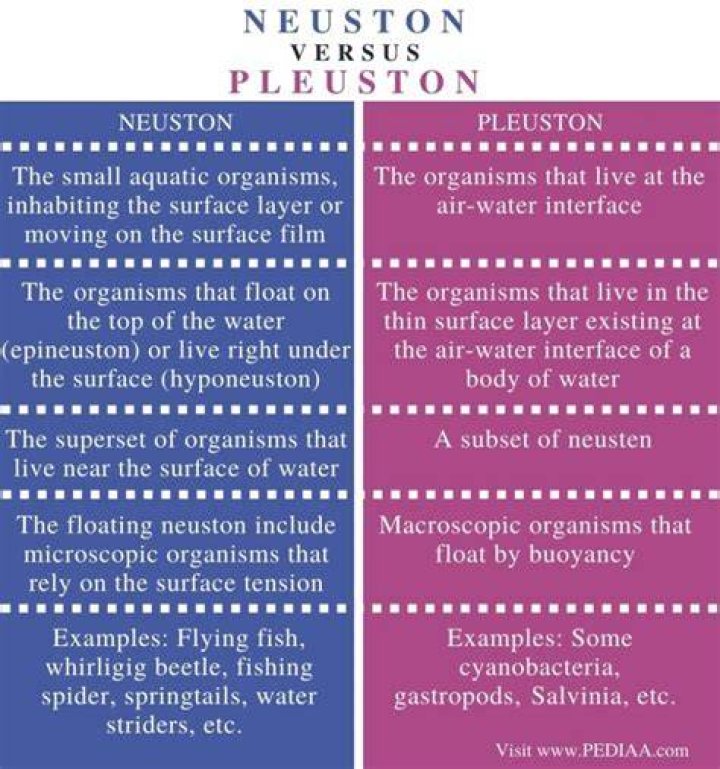 What is pleuston and neuston?