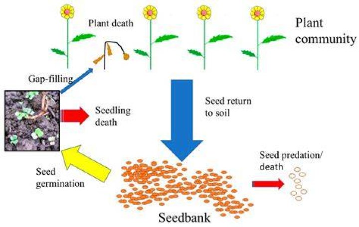 What is soil seed bank?