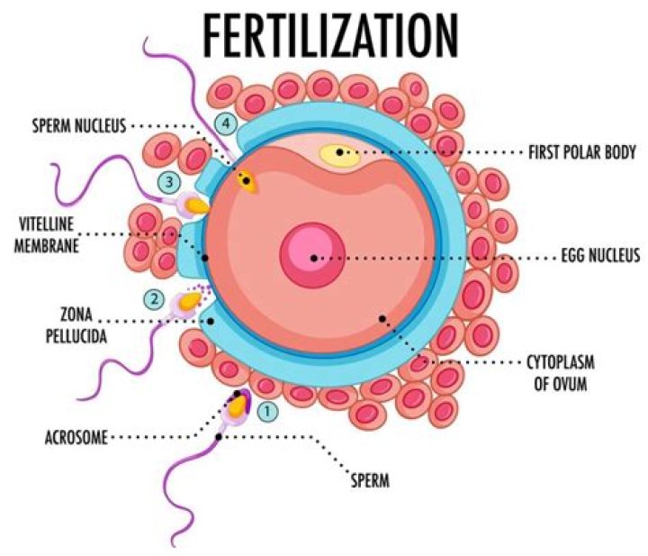 What is the name of the ovulated structure prior to fertilization?