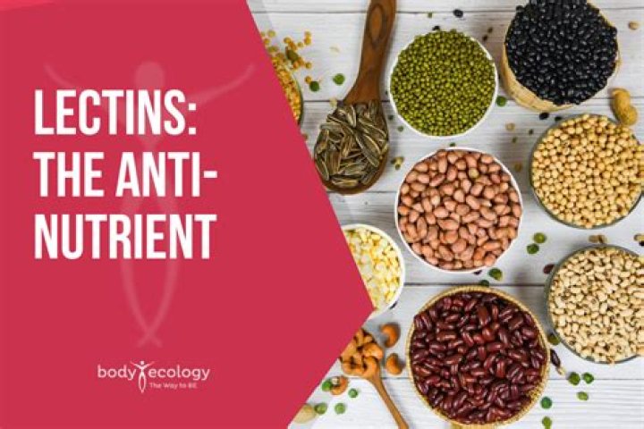 What lectins do to your body?
