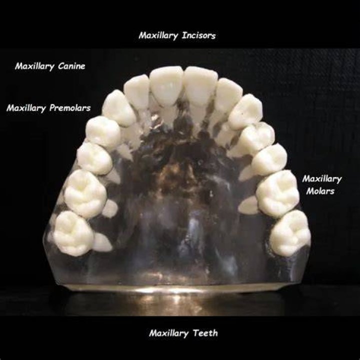 What maxillary teeth are?