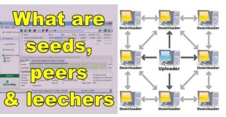 What seeders and leechers mean?