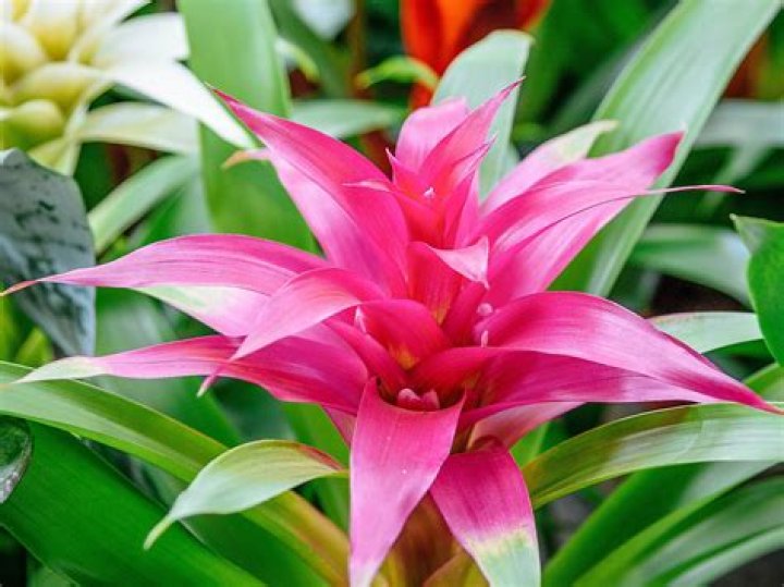 When do guzmania bloom?
