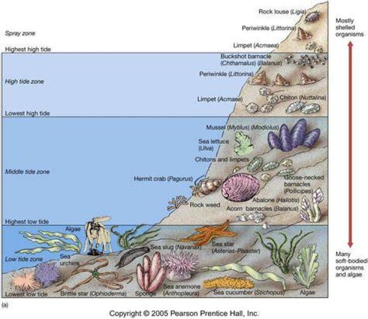 When is intertidal zone exposed to air?