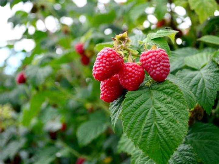 When to plant raspberries?