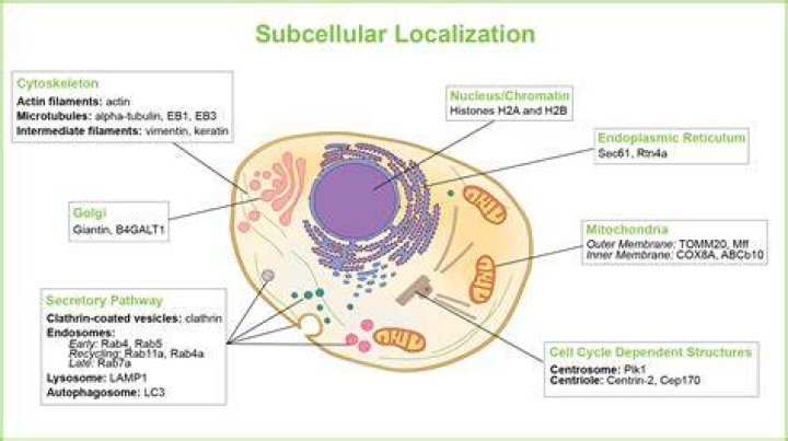 Where is subcellular found?