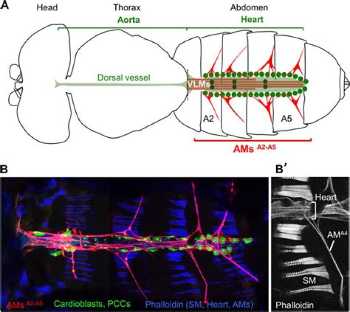 Where is the alary muscles?
