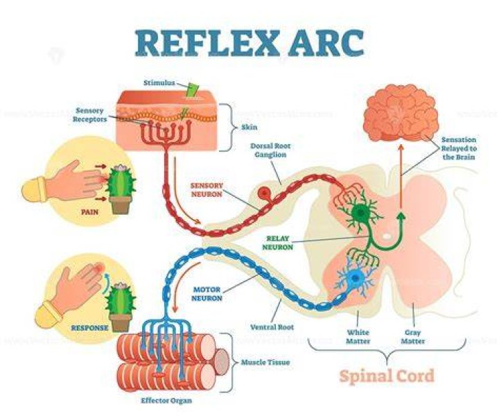 Where is the reflex arc?