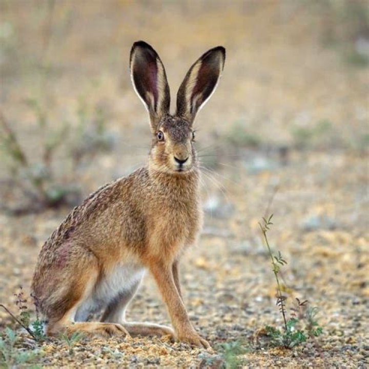 Which animal is hare?