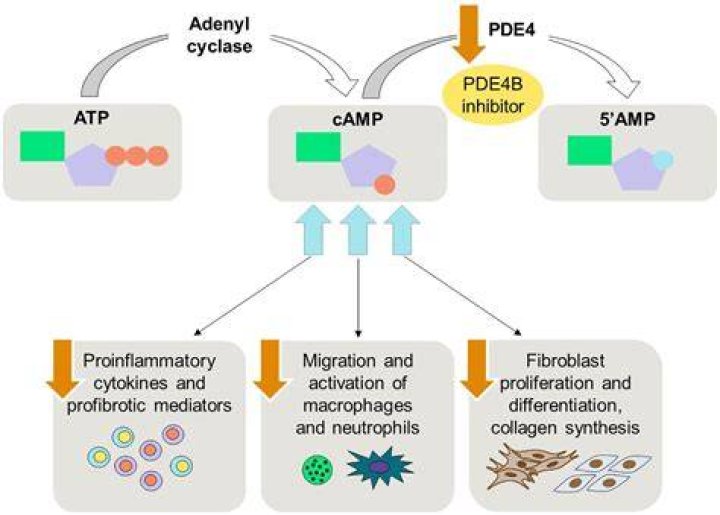 Which condition is treated using a phosphodiesterase-4 inhibitor?