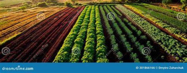 Which crops are grown in spring season?