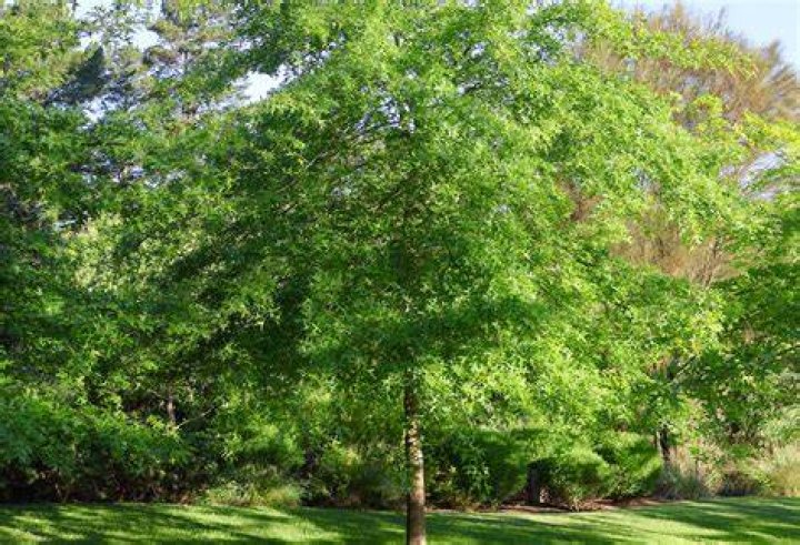 Which oaks are evergreen?
