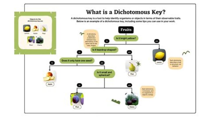 Who uses dichotomous keys?