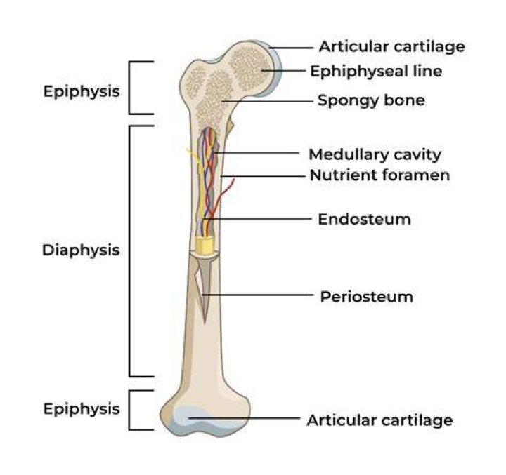Why does the interior of the epiphysis remain spongy?