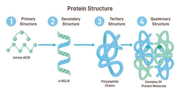 Why is directionality important in the structure of proteins?