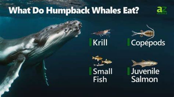 Will a humpback whale eat a shark?