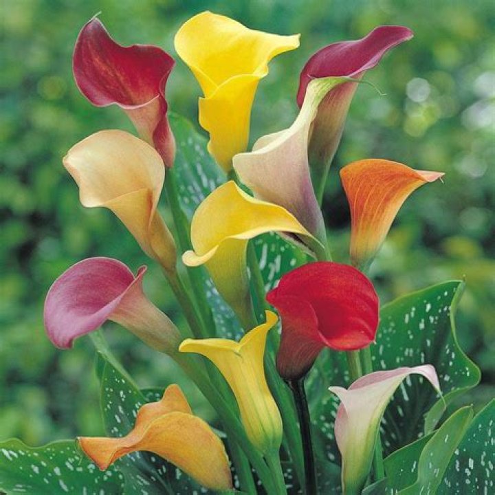 Will arum lilies grow in shade?