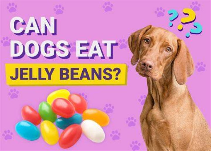 Will jelly beans hurt my dog?