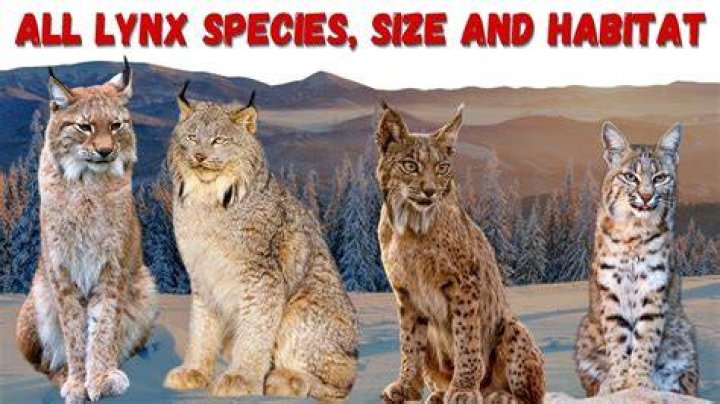 Will lynx ever evolve?