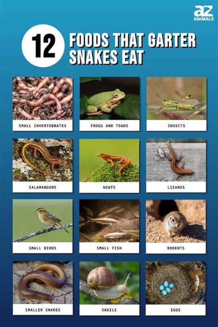 Would a garter snake eat?