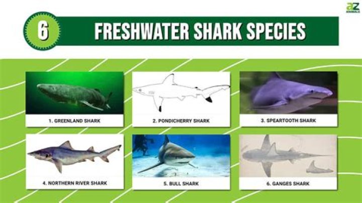 Would a shark die in freshwater?