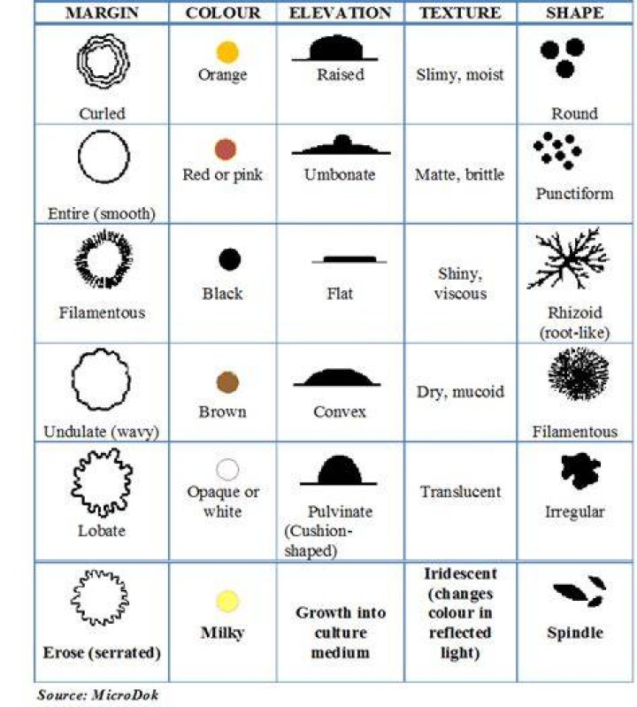 Would cultural characteristics like colony morphology?